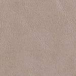 Birch 519252