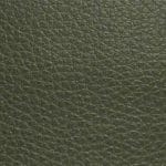 Fern-TCA-003