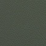 Kelp 514981
